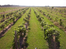 Wine from Upper Peninsula mi grapes