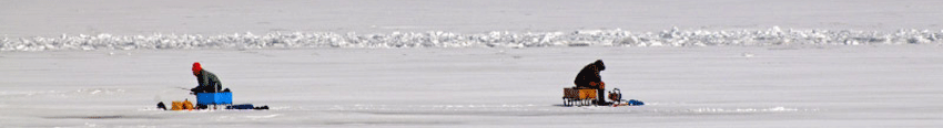 icefish-wide.gif